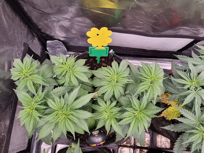 Growreport Bild 9