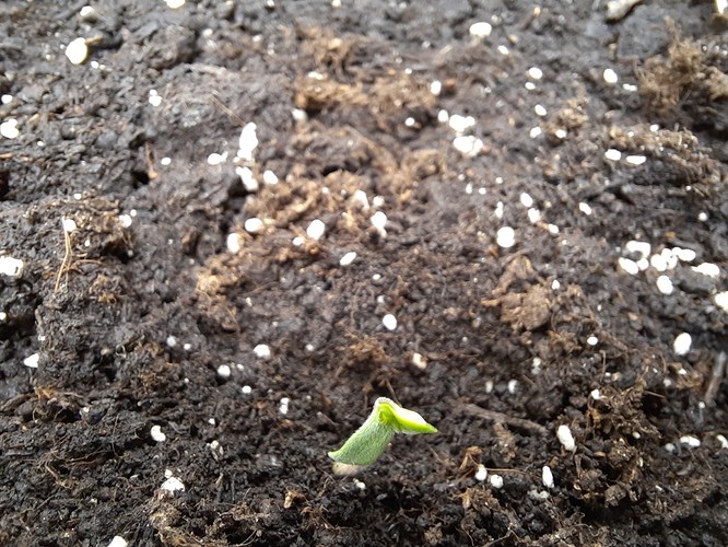 Growreport Bild 2