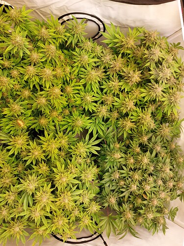 Growreport Bild 2