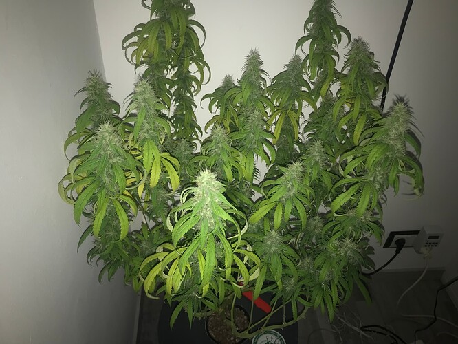 Growreport Bild 2