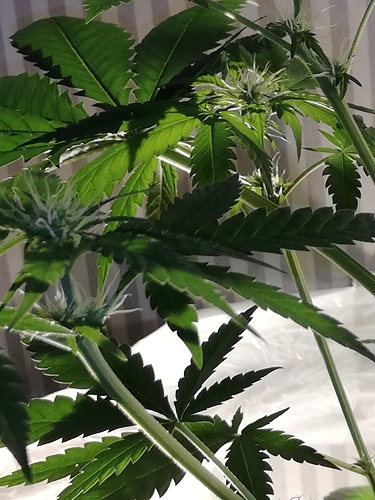 Growreport Bild 3