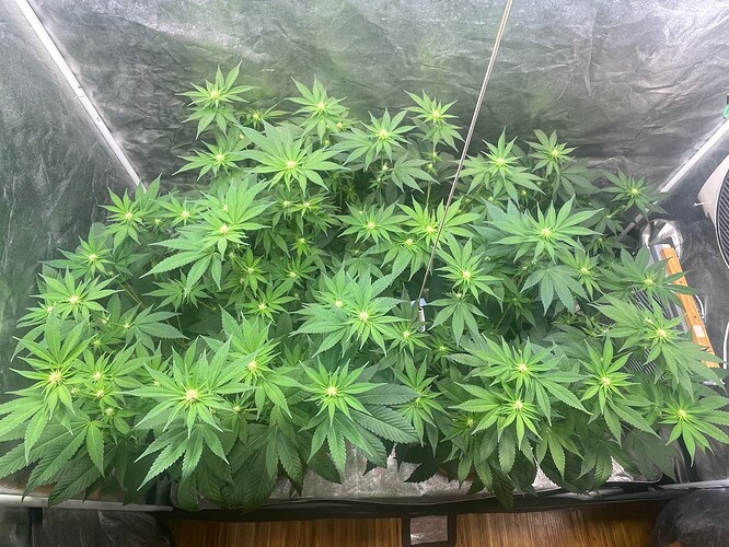 Growreport Bild 1