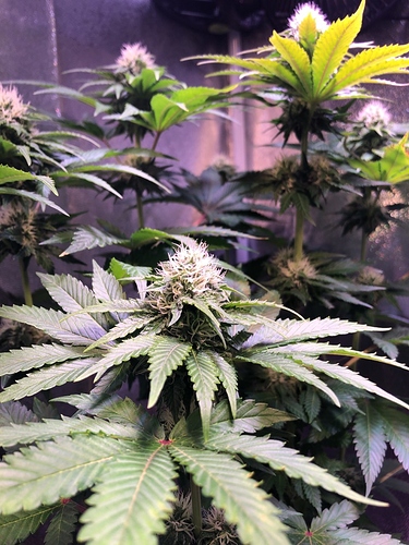 Growreport Bild 34