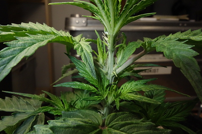 Growreport Bild 6