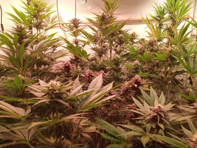 Growreport Bild 5