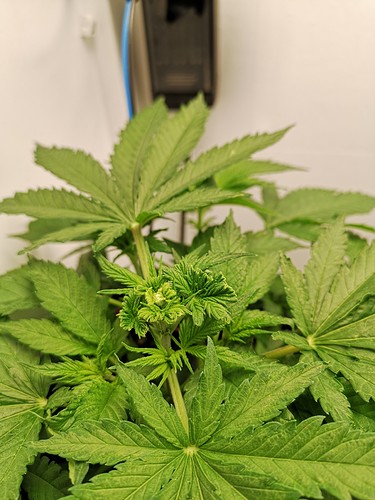 Growreport Bild 1