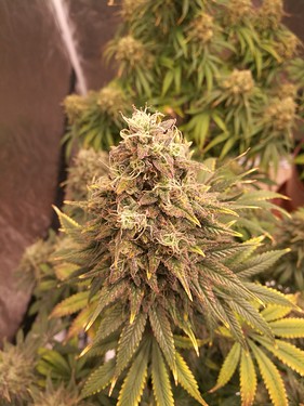 Growreport Bild 13