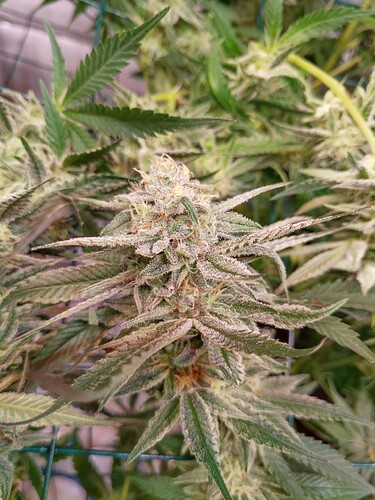 Growreport Bild 4