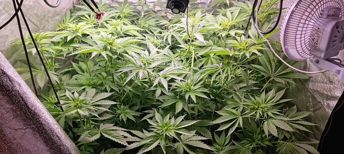 Growreport Bild 5