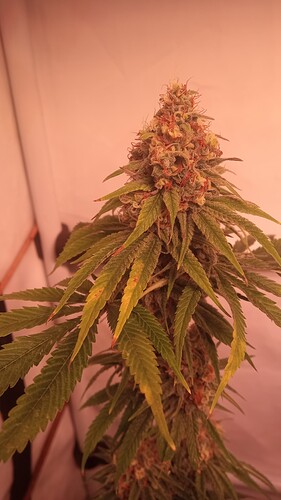 Growreport Bild 7