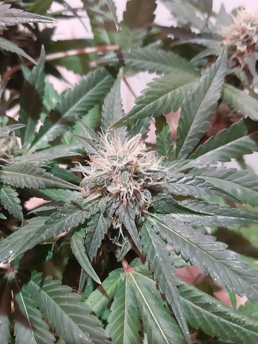 Growreport Bild 6