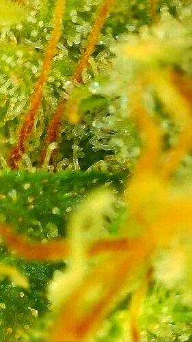 Growreport Bild 29