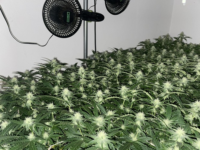 Growreport Bild 4