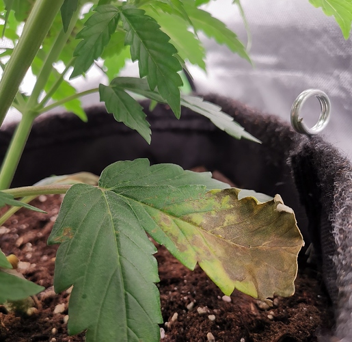 Growreport Bild 7