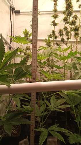 Growreport Bild 2