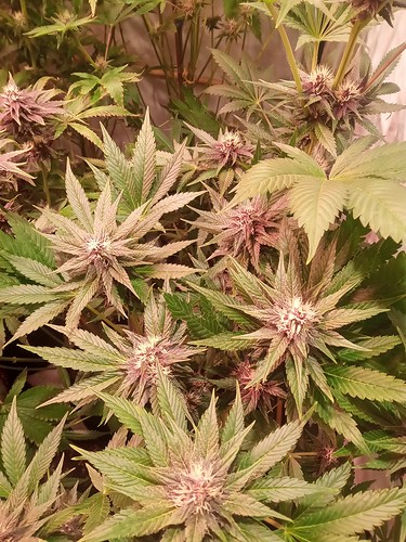Growreport Bild 62