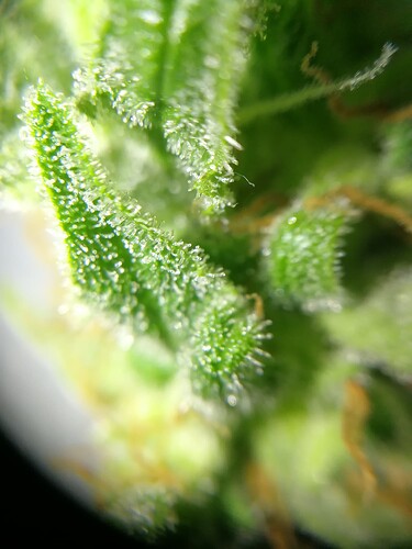Growreport Bild 7
