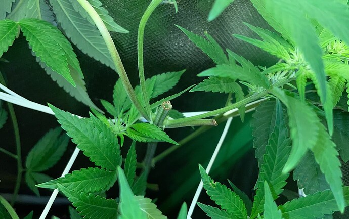 Growreport Bild 4