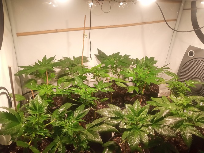 Growreport Bild 18