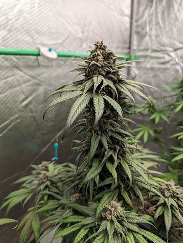 Growreport Bild 19