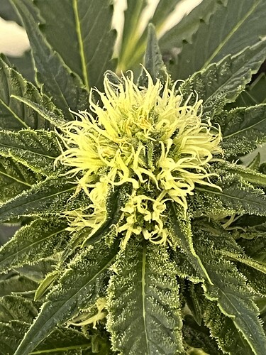Growreport Bild 5