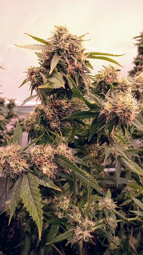 Growreport Bild 40