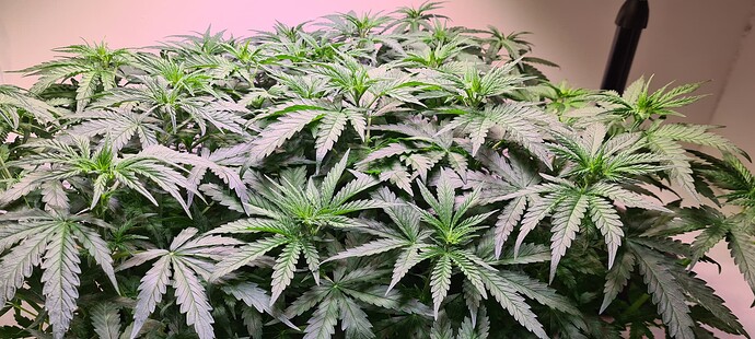 Growreport Bild 1