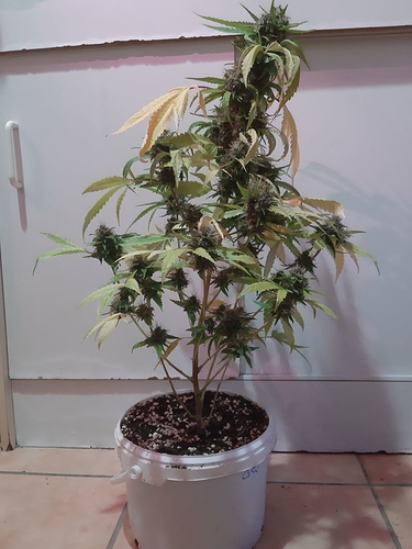 Growreport Bild 4