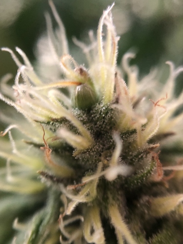 Growreport Bild 4
