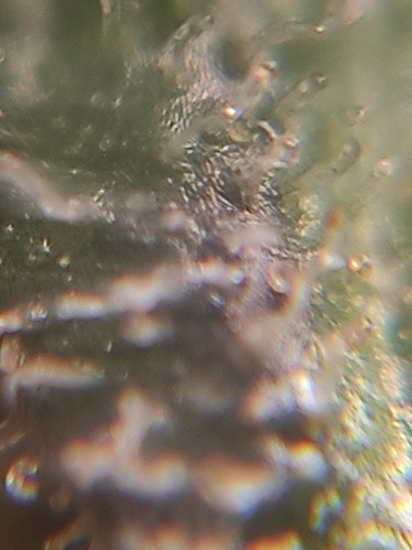 Growreport Bild 7
