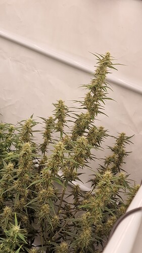 threema-20221218-134840082
