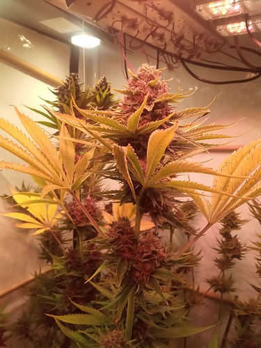 Growreport Bild 63