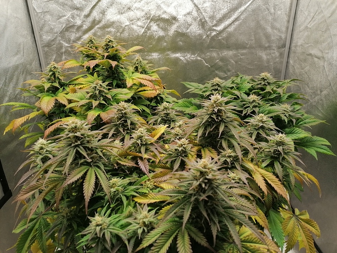 Growreport Bild 2