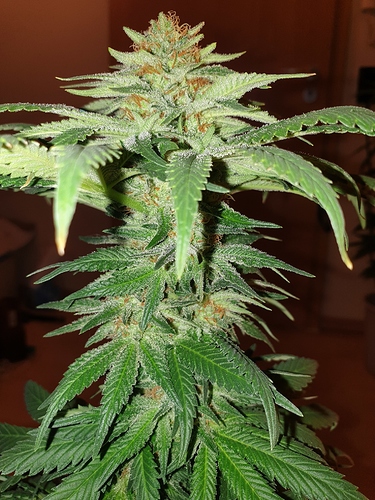 Growreport Bild 9