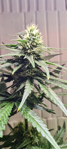 Growreport Bild 9