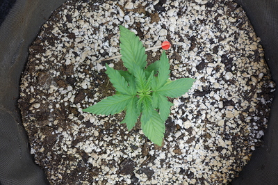 Ein junger Cannabissämling in einem Stofftopf, der mit Erde und Perlit gemischt ist. Ein kleiner roter Markierungsstift steckt in der Erde neben der Pflanze.