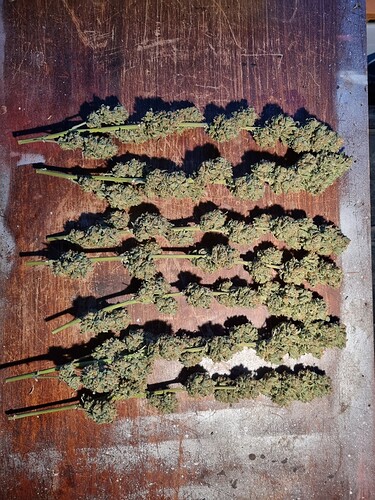 Growreport Bild 54