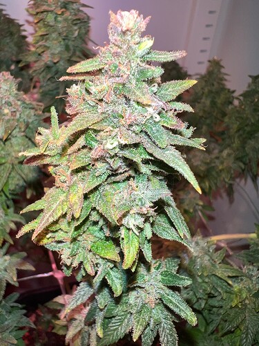 Growreport Bild 5