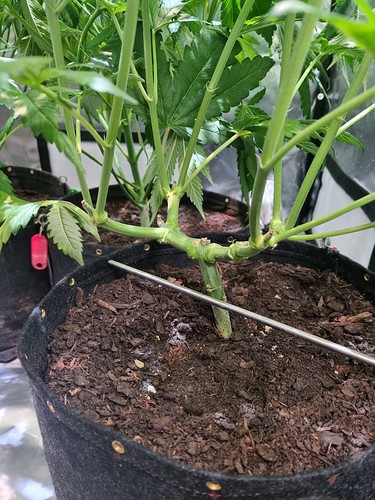Growreport Bild 6