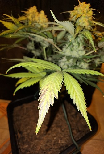 Growreport Bild 17