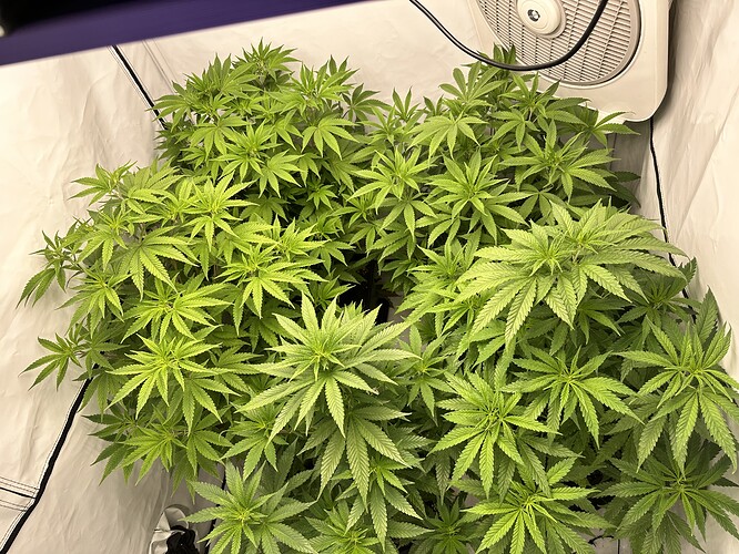 Growreport Bild 2