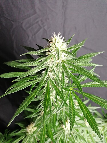 Growreport Bild 30