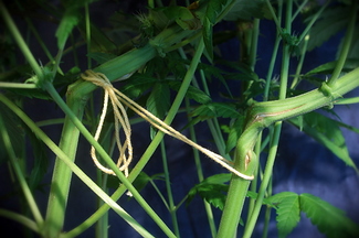 Growreport Bild 26