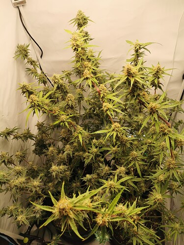 Growreport Bild 2