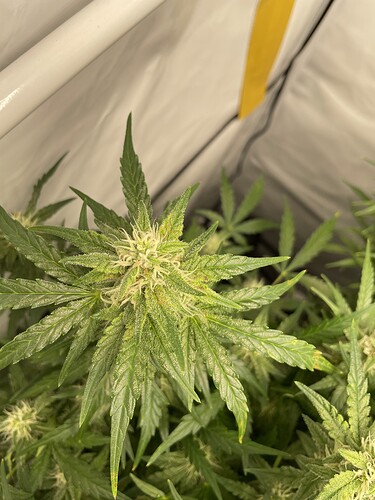 Growreport Bild 7