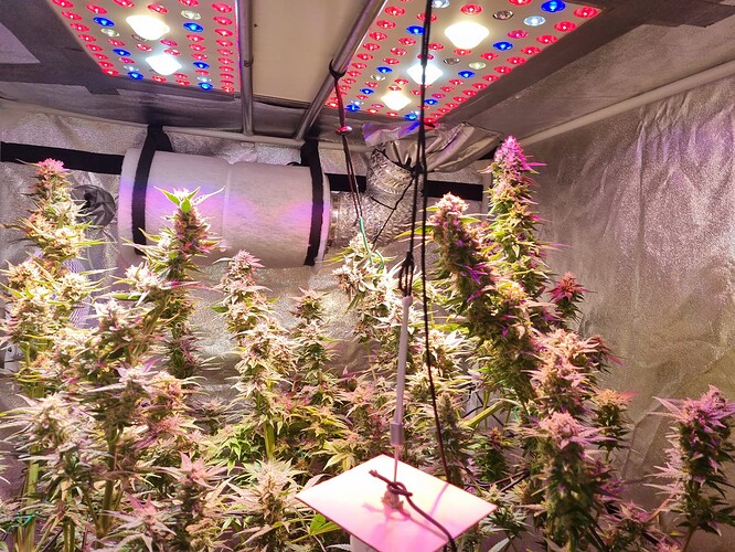 Growreport Bild 28
