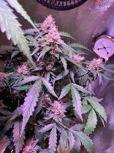Growreport Bild 39