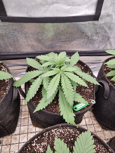 Growreport Bild 49