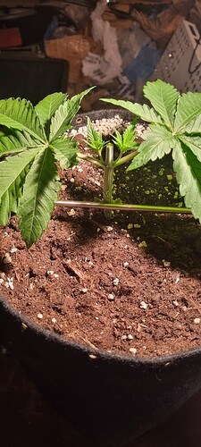 Growreport Bild 7
