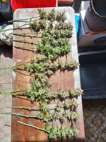 Growreport Bild 1